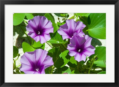Framed Thailand, Ko Miang Island, Similan Island flowers Print