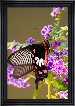Framed Thailand, Doi Inthanon, Papilio polytes, butterfly Print