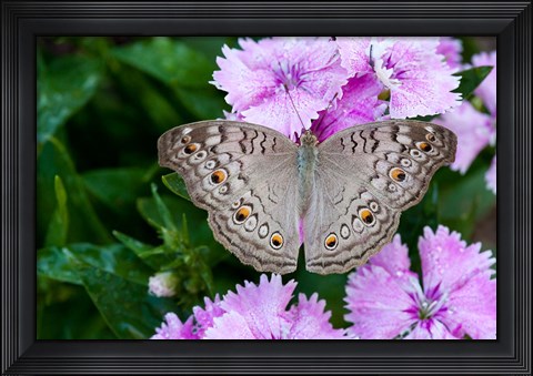 Framed Thailand, Khon Kaen, grey Pansy butterfly Print