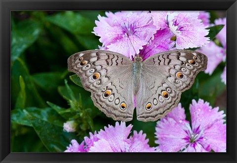 Framed Thailand, Khon Kaen, grey Pansy butterfly Print