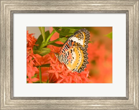 Framed Thailand, Nam Nao NP, Leopard Lacewing butterfly Print