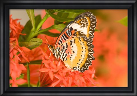 Framed Thailand, Nam Nao NP, Leopard Lacewing butterfly Print