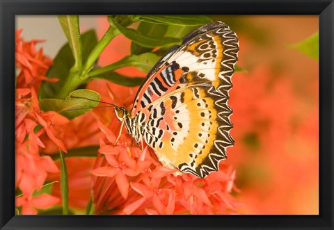 Framed Thailand, Nam Nao NP, Leopard Lacewing butterfly Print