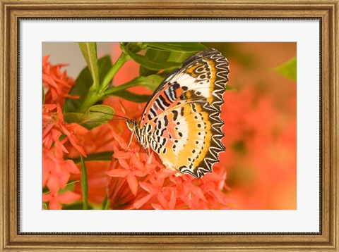 Framed Thailand, Nam Nao NP, Leopard Lacewing butterfly Print
