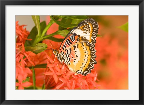 Framed Thailand, Nam Nao NP, Leopard Lacewing butterfly Print