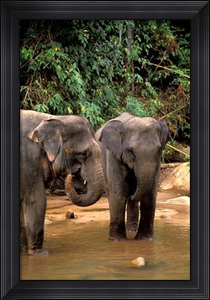 Framed Asian Elephants in Khao Yi National Park, Thailand Print