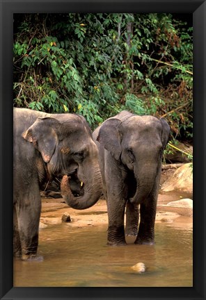 Framed Asian Elephants in Khao Yi National Park, Thailand Print