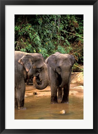 Framed Asian Elephants in Khao Yi National Park, Thailand Print