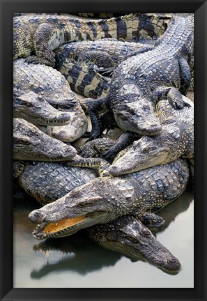 Framed Asia, Thailand Crocodiles Print