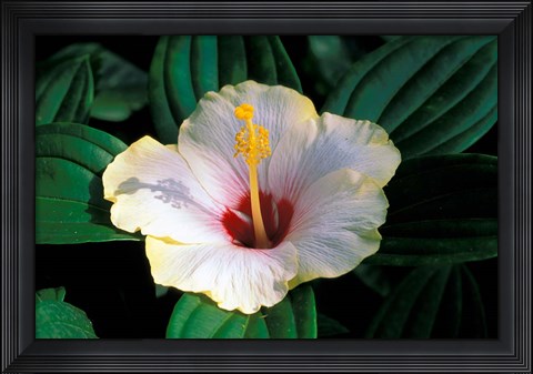 Framed Hibiscus flower, Bangkok, Thailand Print