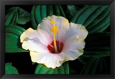 Framed Hibiscus flower, Bangkok, Thailand Print