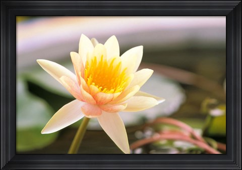 Framed Water Lily flower, Ayuthaya, Thailand Print