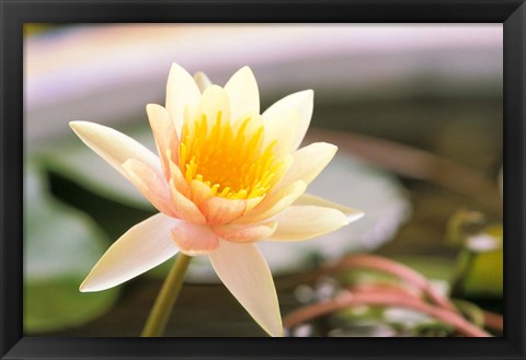 Framed Water Lily flower, Ayuthaya, Thailand Print