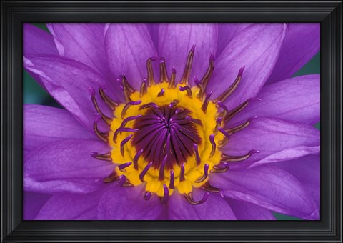 Framed Purple and Yellow Lotus Flower, Bangkok, Thailand Print