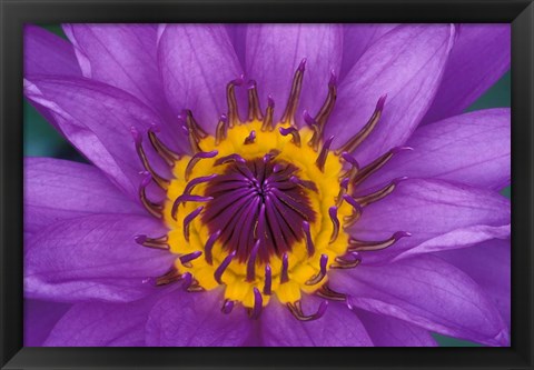 Framed Purple and Yellow Lotus Flower, Bangkok, Thailand Print