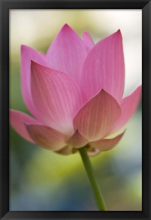 Framed Bloom of Lotus Flower, Bangkok, Thailand Print