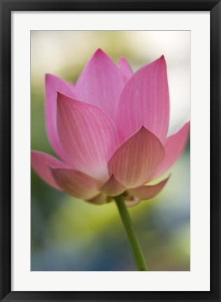 Framed Bloom of Lotus Flower, Bangkok, Thailand Print