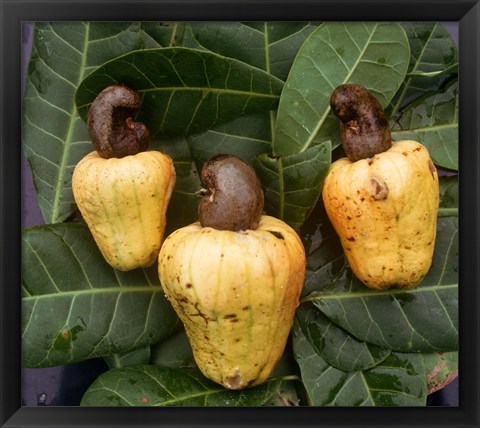 Framed Cashew Nuts, Thailand Print