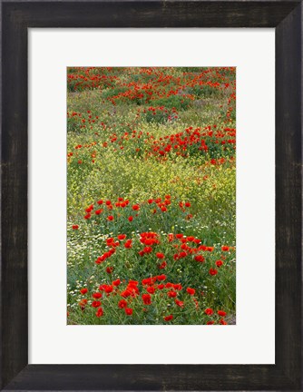 Framed Red Poppy Field in Central Turkey during springtime bloom Print