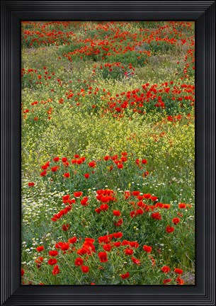 Framed Red Poppy Field in Central Turkey during springtime bloom Print