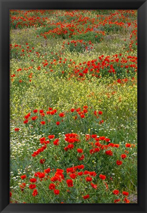 Framed Red Poppy Field in Central Turkey during springtime bloom Print