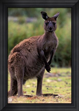 Framed Western Grey Kangaroo in its Brown Phase, Australia Print