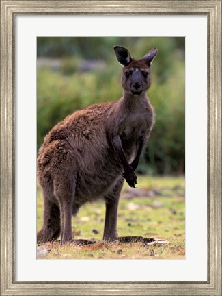 Framed Western Grey Kangaroo in its Brown Phase, Australia Print