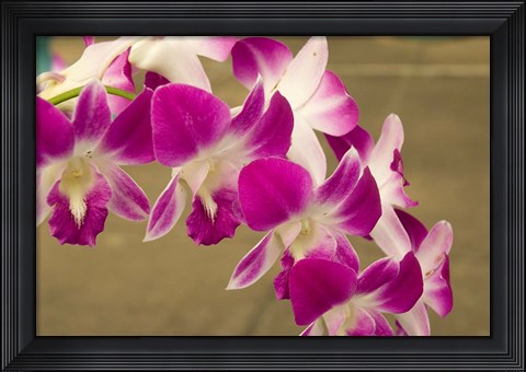Framed Cambodia, Phnom Penh, Royal Palace, Orchids Print