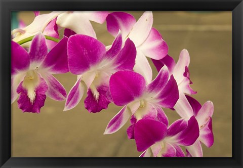 Framed Cambodia, Phnom Penh, Royal Palace, Orchids Print