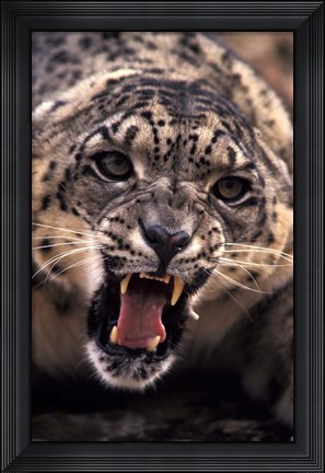 Framed Tibet, Snow Leopard, captive Print
