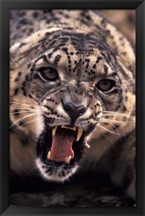 Framed Tibet, Snow Leopard, captive Print