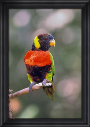 Framed Australia Rainbow Lorikeet bird Print