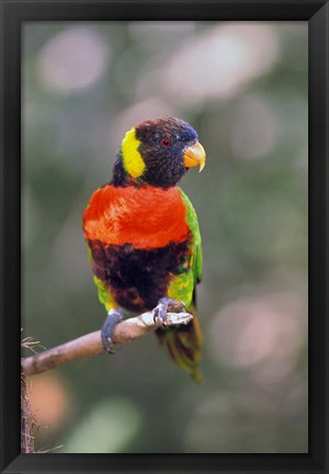 Framed Australia Rainbow Lorikeet bird Print