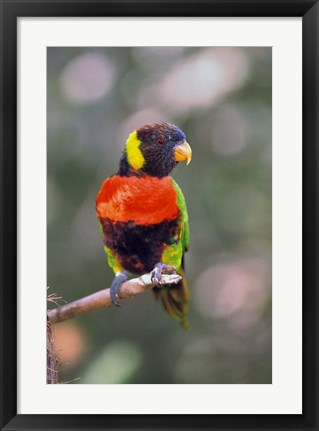 Framed Australia Rainbow Lorikeet bird Print