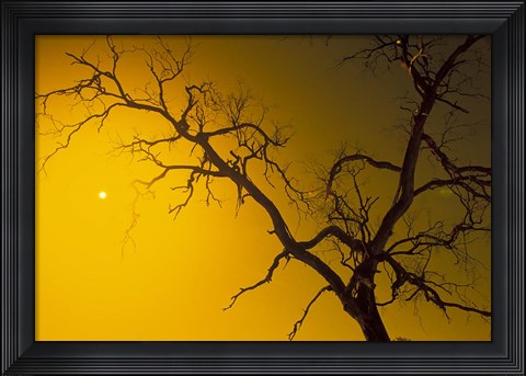 Framed Tree, Outback, Australia Print