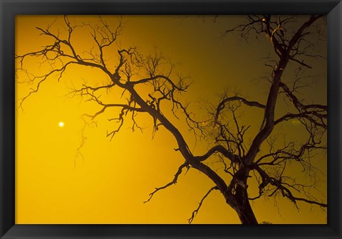 Framed Tree, Outback, Australia Print