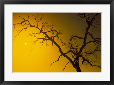 Framed Tree, Outback, Australia Print