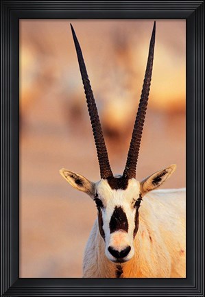 Framed Arabian Oryx wildlife on Sir Bani Yas Island, UAE Print