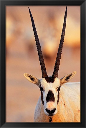 Framed Arabian Oryx wildlife on Sir Bani Yas Island, UAE Print