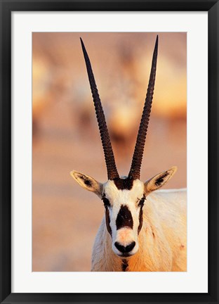 Framed Arabian Oryx wildlife on Sir Bani Yas Island, UAE Print