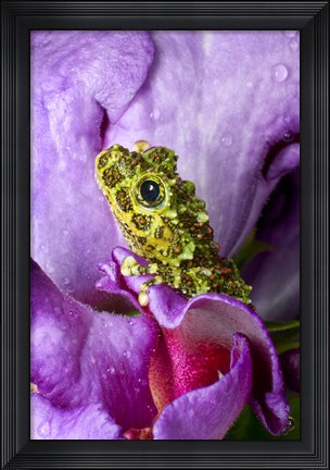 Framed Close-up of mossy tree frog on flower, Vietnam Print