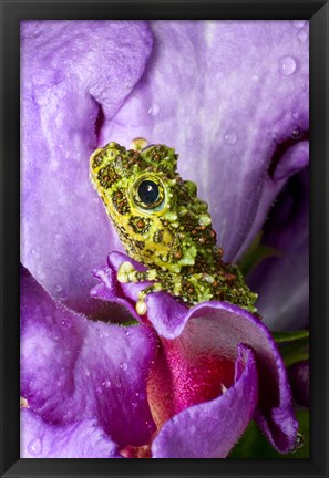 Framed Close-up of mossy tree frog on flower, Vietnam Print