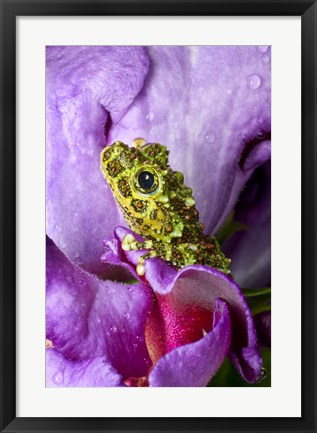 Framed Close-up of mossy tree frog on flower, Vietnam Print