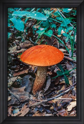 Framed Orange Wild Mushroom Print
