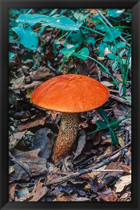 Framed Orange Wild Mushroom Print