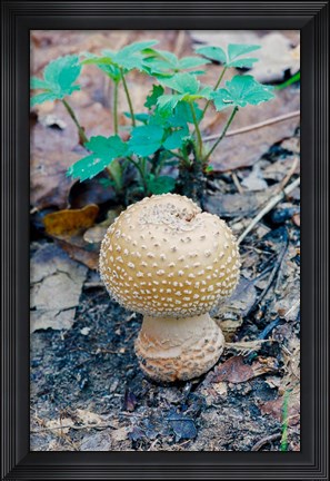 Framed Wild Mushroom Growing in Forest Print