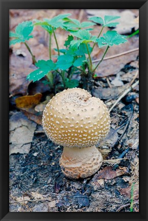 Framed Wild Mushroom Growing in Forest Print