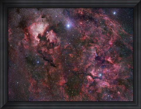 Framed Northern Cygnus Print