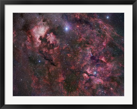 Framed Northern Cygnus Print