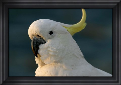 Framed Cockatoo, Sydney Harbor, Australia Print